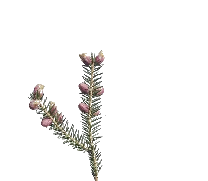 Animation einer sich um die eigene Achse drehende Blume